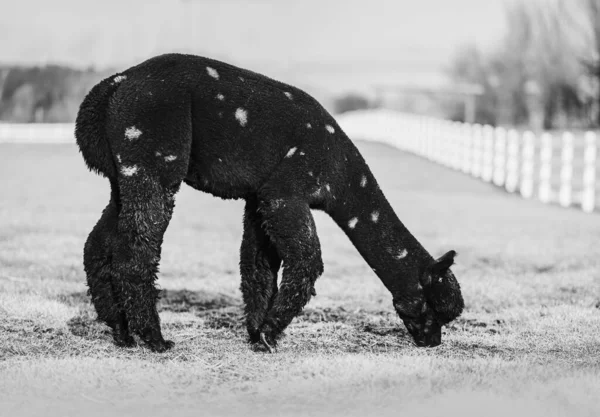 一张年轻的非洲裔美国斗牛犬的黑白照片 — 图库照片