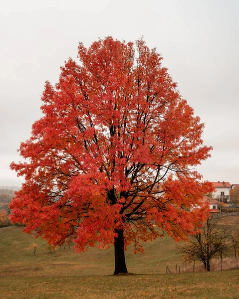 나무와 나뭇잎으로 뒤덮인 아름다운 — 스톡 사진