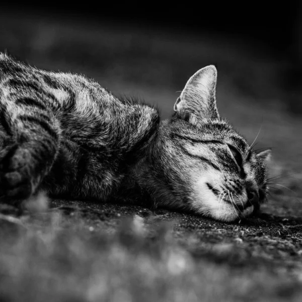 Черно Белая Кошка Лежащая Полу — стоковое фото