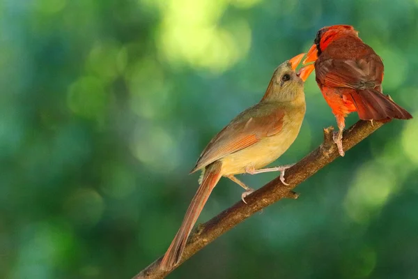 Красиві Птахи Гілці — стокове фото