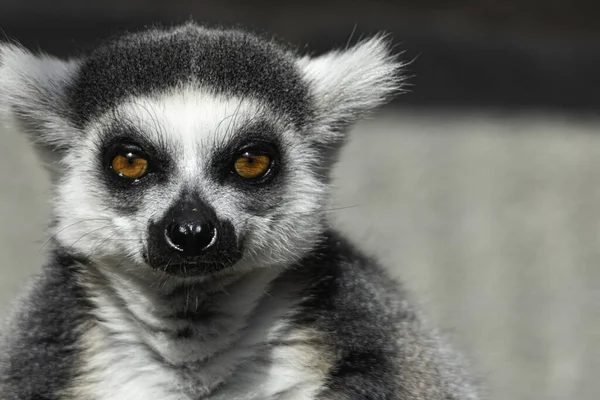 Ring Tailed Bir Lemur Close — Stok fotoğraf