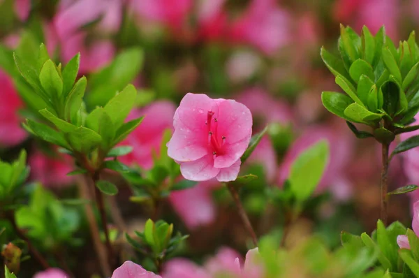 Schöne Rosa Blume Garten — Stockfoto