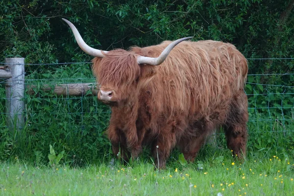 stock image a young brown-haired cow in the green meadow