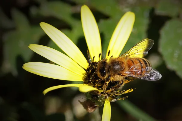 Abeja Una Flor — Foto de Stock