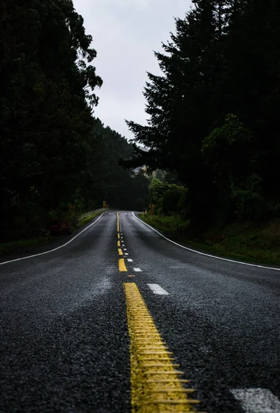 Ormanda Yol — Stok fotoğraf