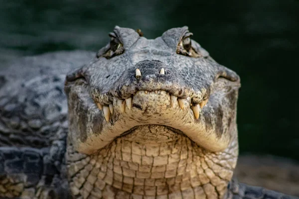 Крупный План Крокодила — стоковое фото