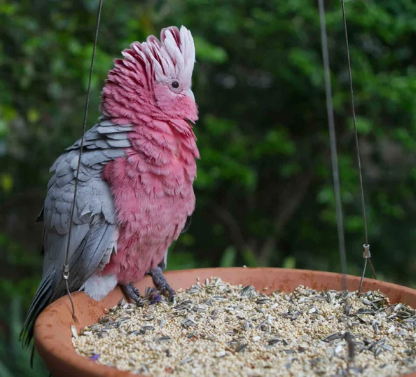 Closeup Shot Bird — Stock Photo, Image