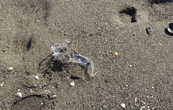 Detailní Záběr Mrtvé Kočky Ležící Písečné Pláži — Stock fotografie