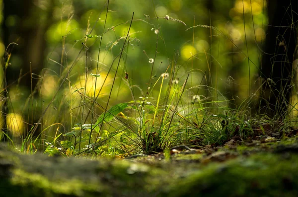 Grönt Gräs Skogen — Stockfoto