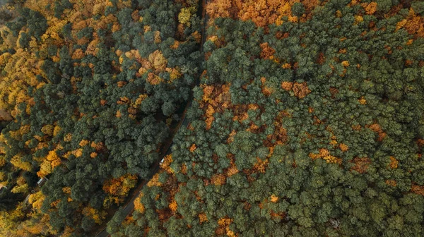 Aerial View Forest Autumn Season — Stock Photo, Image