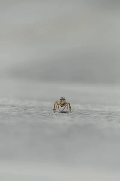 Zblízka Pavouka Bílém Pozadí — Stock fotografie