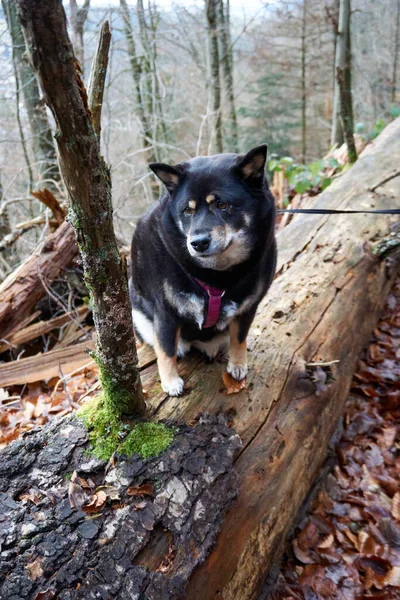 Hund Skogen — Stockfoto