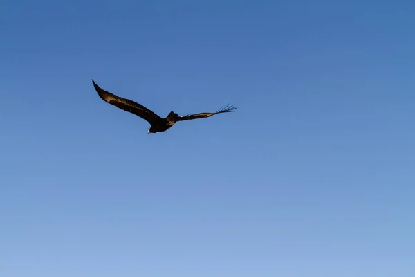 Ein Schöner Vogel Fliegt Den Himmel — Stockfoto