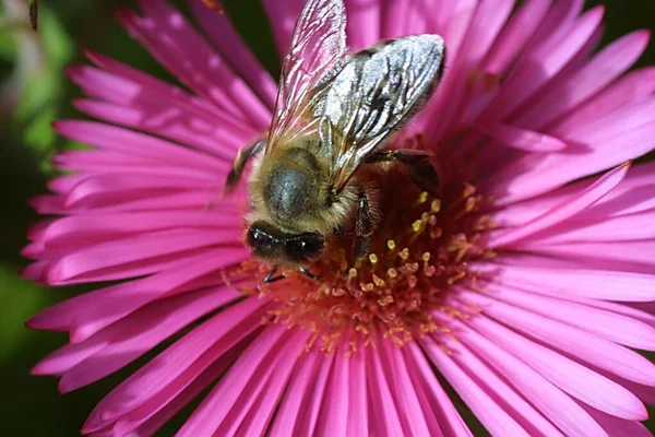 Macro Shot Bee Sitting Flower — Stock Photo, Image