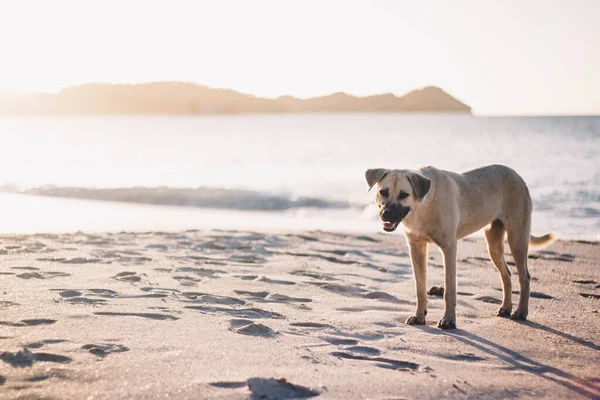 Perro Playa —  Fotos de Stock