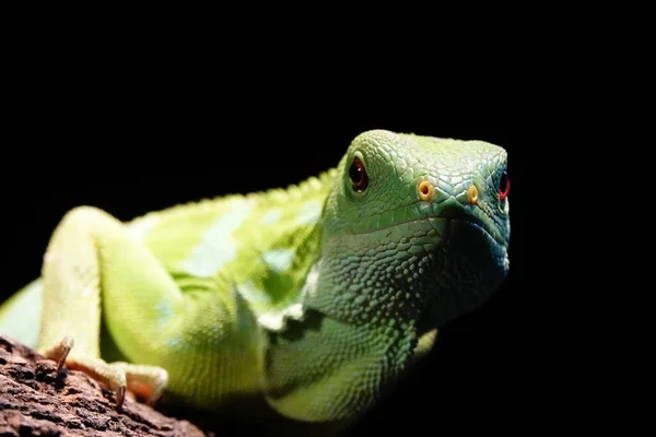 Зелена Ящірка Чорному Фоні — стокове фото