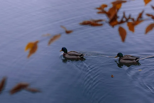 Sekelompok Bebek Berenang Dalam Air — Stok Foto