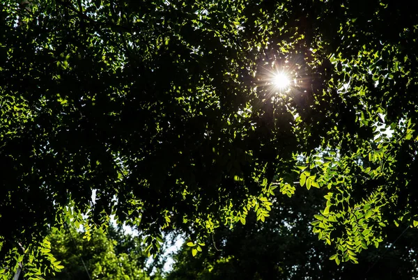 Hojas Verdes Bosque — Foto de Stock