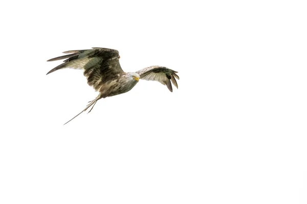 白い背景の上に飛んでいる鳥 — ストック写真
