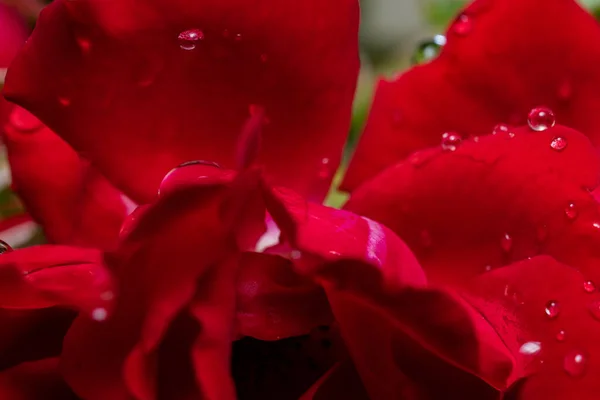 Rose Rouge Avec Gouttes Rosée — Photo