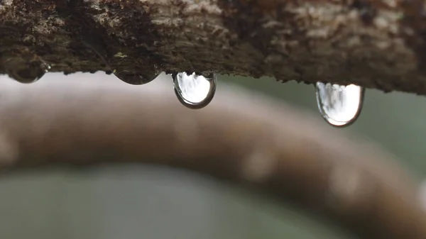 Vatten Droppar Taket Floden — Stockfoto