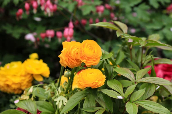 Schöne Bunte Blumen Die Garten Wachsen — Stockfoto