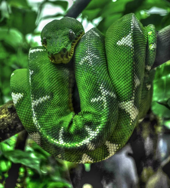 Grüne Schlange Terrarium — Stockfoto
