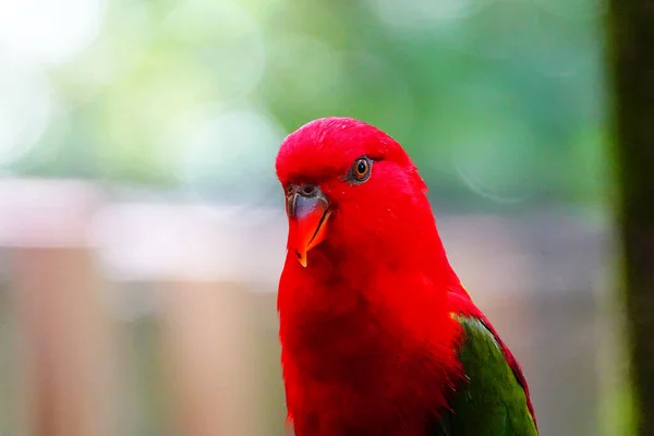 Κλείσιμο Ενός Κοκκινοκέφαλου Παπαγάλου — Φωτογραφία Αρχείου