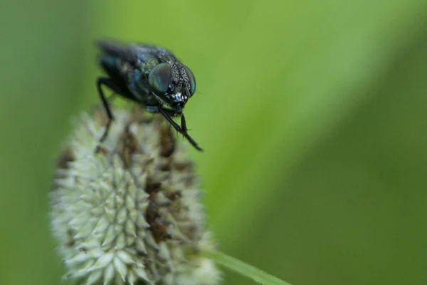 Primer Plano Una Hermosa Mariposa —  Fotos de Stock