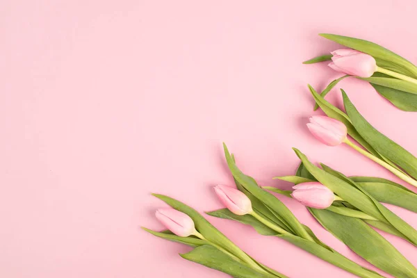 Рожеві Квіти Тюльпанів Білому Тлі Вид Зверху — стокове фото