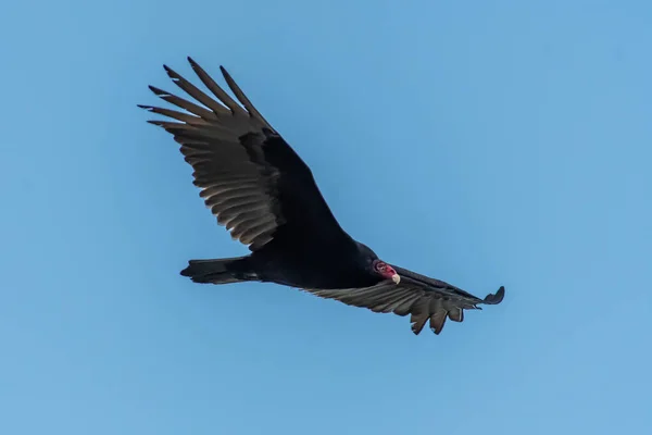 Oiseau Volant Dans Ciel — Photo