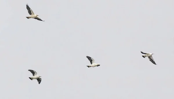 Mouettes Volant Dans Ciel — Photo