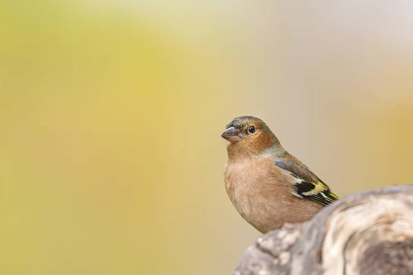 美しい鳥自然背景 — ストック写真
