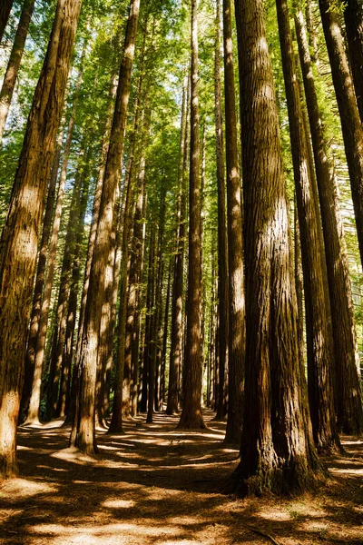 Groen Bos Ochtend — Stockfoto