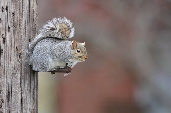 Scoiattolo Nella Foresta — Foto Stock