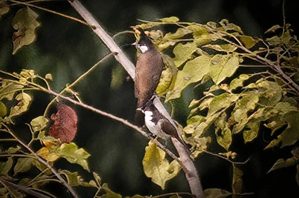 Vue Petit Oiseau Assis Sur Branche — Photo