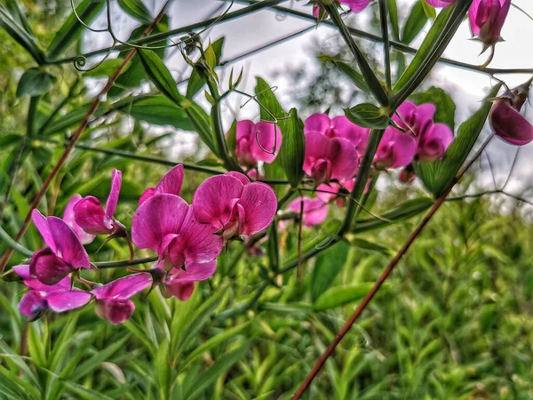Belas Flores Orquídea Rosa Jardim — Fotografia de Stock