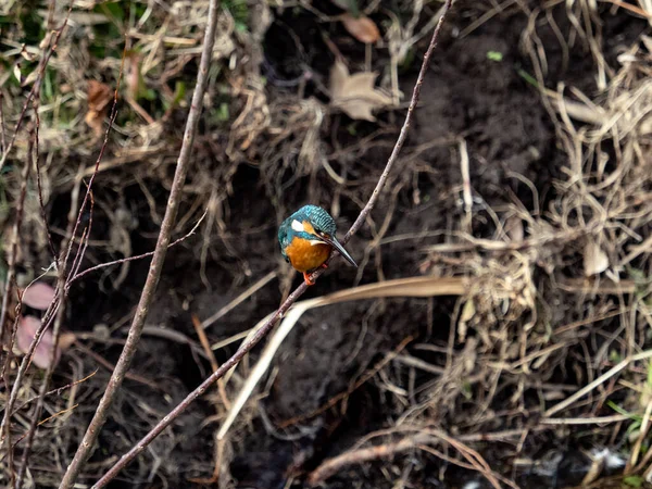 Oiseau Dans Forêt — Photo