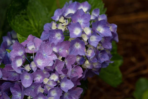 Mooie Paarse Hydrangea Bloemen Tuin — Stockfoto