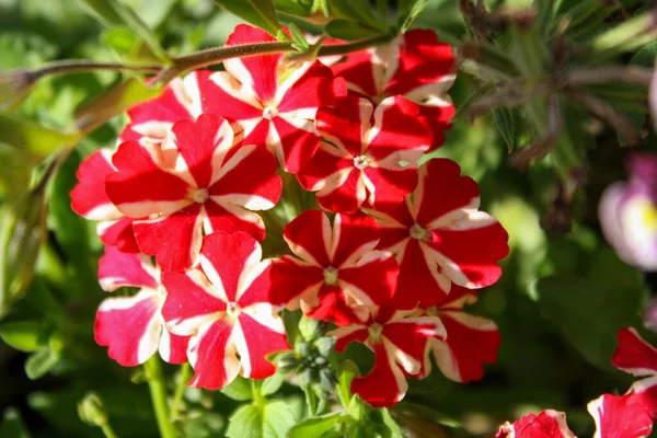 Mooi Uitzicht Bloeiende Bloemen — Stockfoto