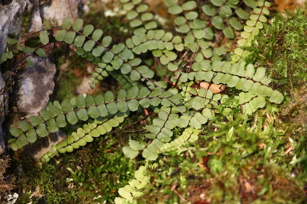 Piękne Botaniczne Ujęcie Naturalna Tapeta — Zdjęcie stockowe