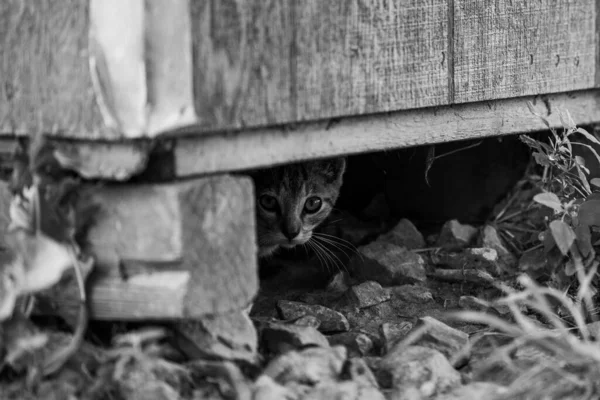 Gato Sentado Rua — Fotografia de Stock