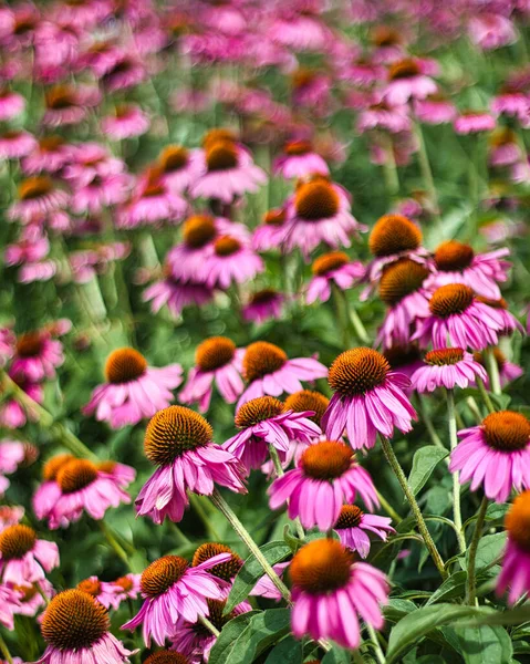 Flores Bonitas Jardim — Fotografia de Stock