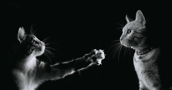 Black White Cat Dark Background — Stock Photo, Image