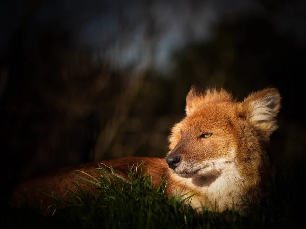 Gros Plan Mignon Renard Roux — Photo