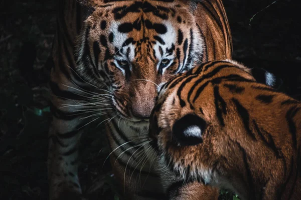 Тигри Зоопарку — стокове фото