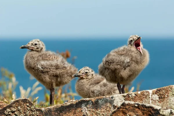 Zwei Süße Kleine Küken Strand — Stockfoto