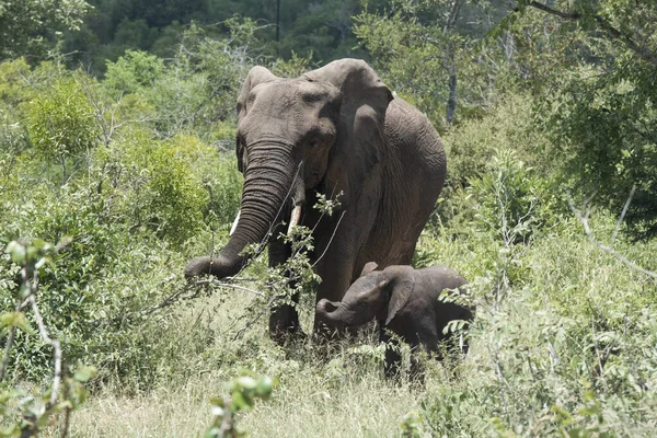 Éléphant Afrique Dans Savane Kenya — Photo