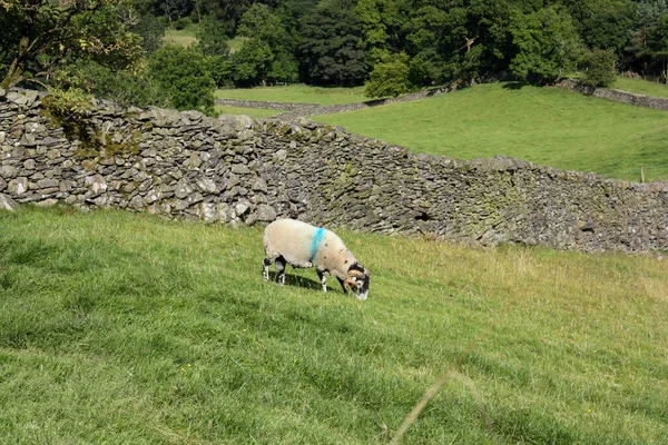Wypasu Owiec Zielonej Trawie — Zdjęcie stockowe