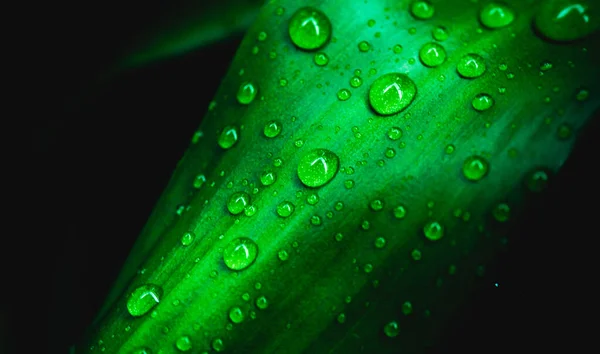 Grünes Blatt Mit Wassertropfen Auf Schwarzem Hintergrund — Stockfoto